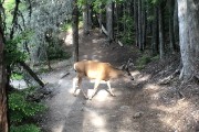 elk on the trail...